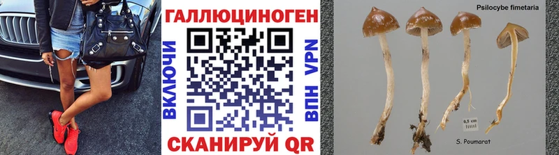 купить закладку  Красновишерск  Псилоцибиновые грибы Psilocybine cubensis 